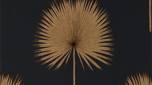 Fan Palm 216639